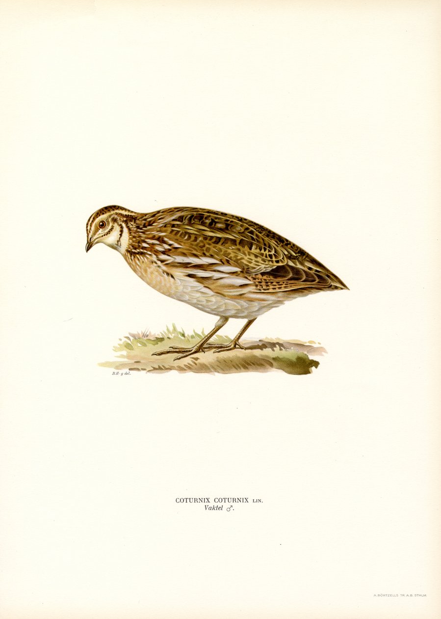 Codorniz comum (cor litho) de Magnus Ferdinand and Wilhelm von Wright