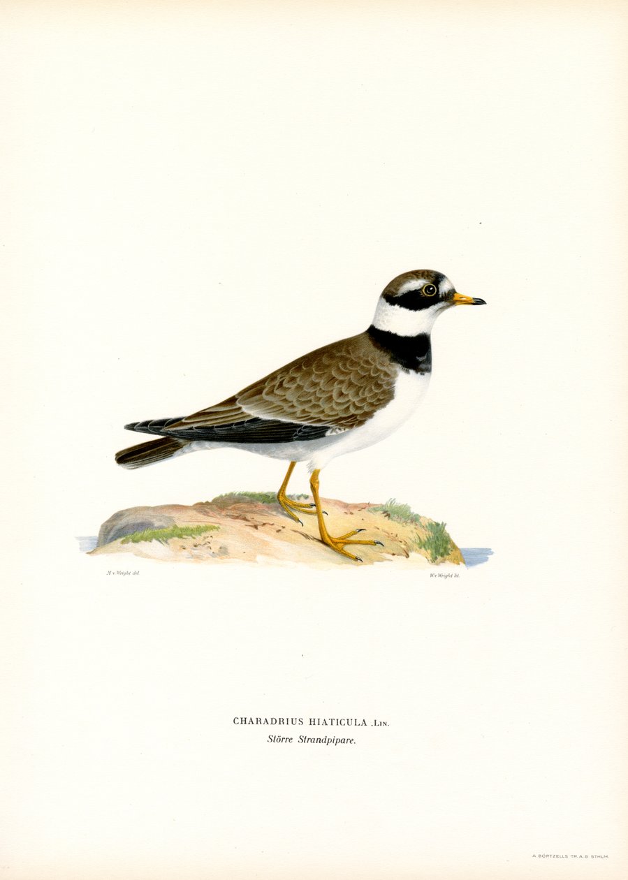 Tarambola-canelada comum (cor litho) de Magnus Ferdinand and Wilhelm von Wright