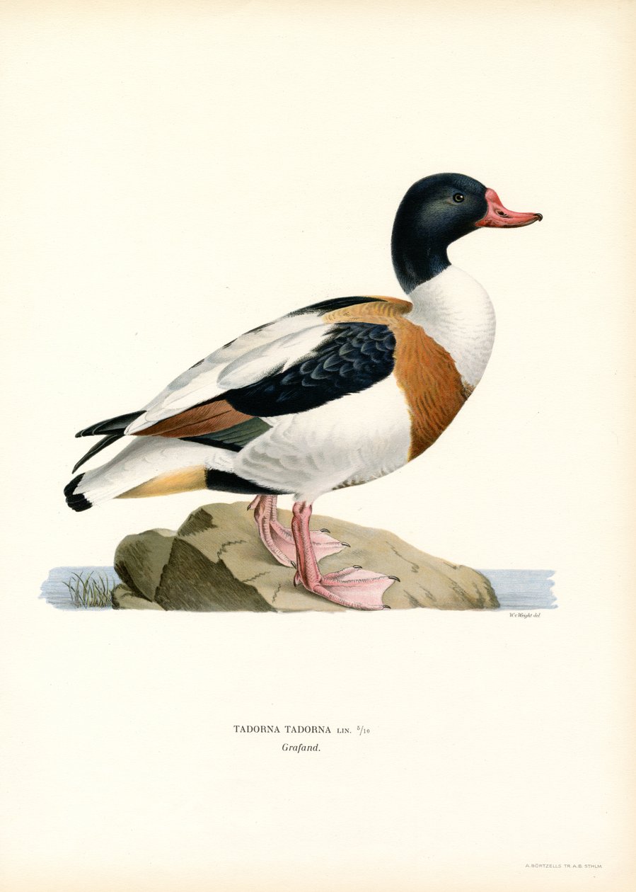 Shelduck comum (lito colorido) de Magnus Ferdinand and Wilhelm von Wright