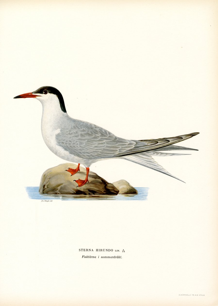 Garajau comum (cor litho) de Magnus Ferdinand and Wilhelm von Wright