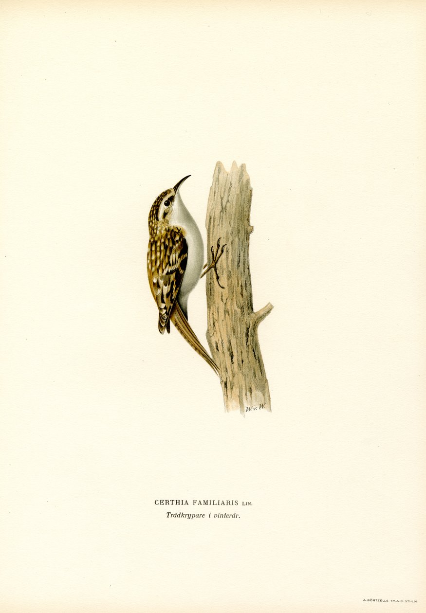 Treecreeper comum (lito colorido) de Magnus Ferdinand and Wilhelm von Wright