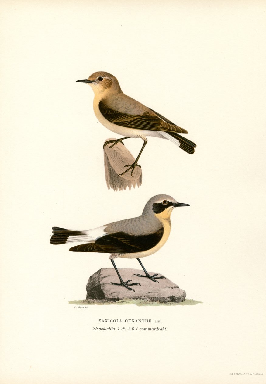 Wheatear comum (cor litho) de Magnus Ferdinand and Wilhelm von Wright