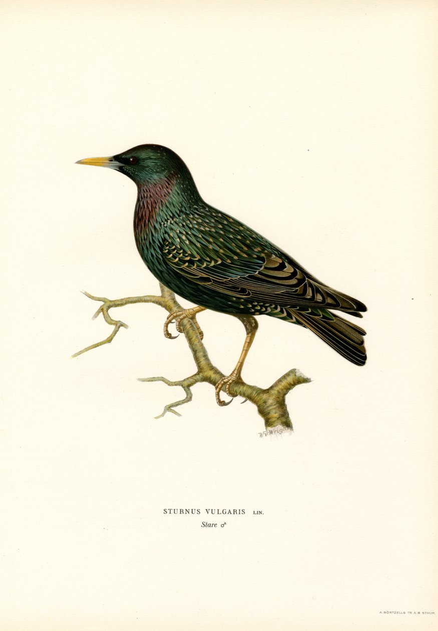 Estorninho comum (lito colorido) de Magnus Ferdinand and Wilhelm von Wright