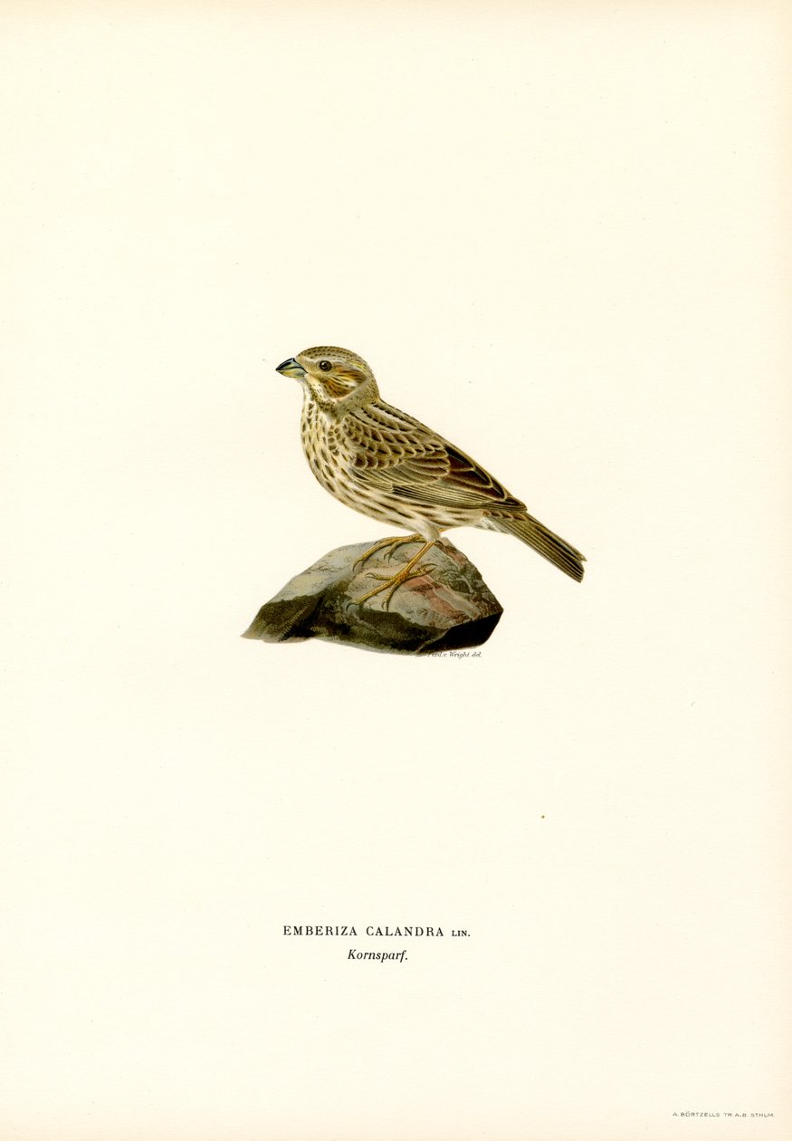 Estamenha de milho (lito colorido) de Magnus Ferdinand and Wilhelm von Wright