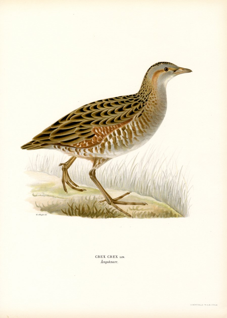 Corn Crake (cor litho) de Magnus Ferdinand and Wilhelm von Wright