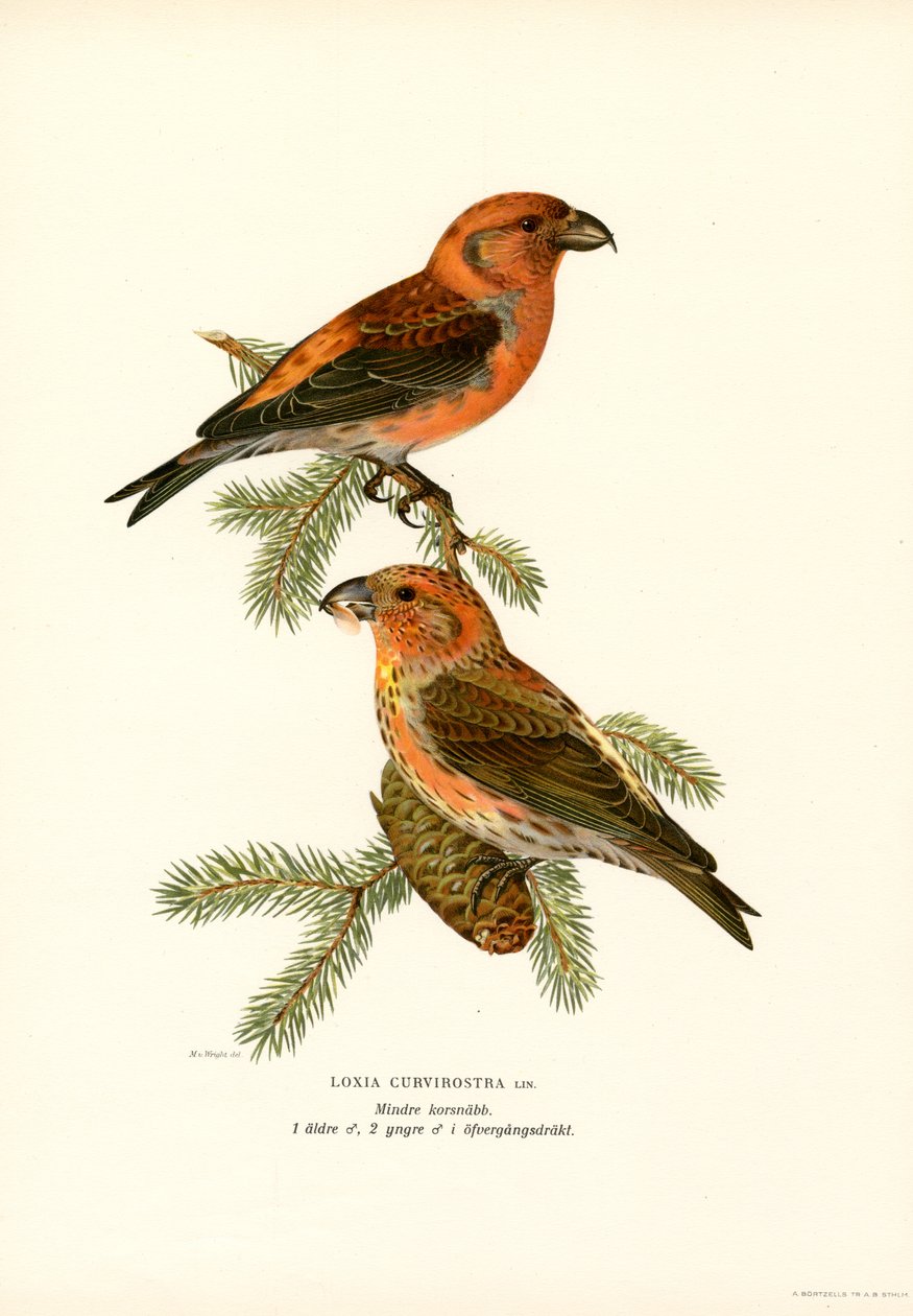 Crossbill (lito colorido) de Magnus Ferdinand and Wilhelm von Wright