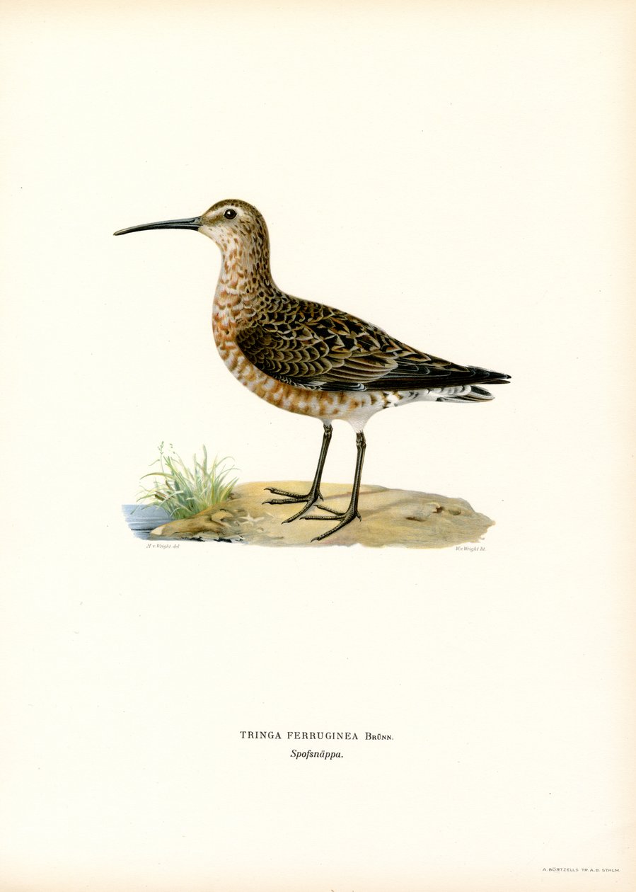 Maçarico-de-colete (cor litho) de Magnus Ferdinand and Wilhelm von Wright