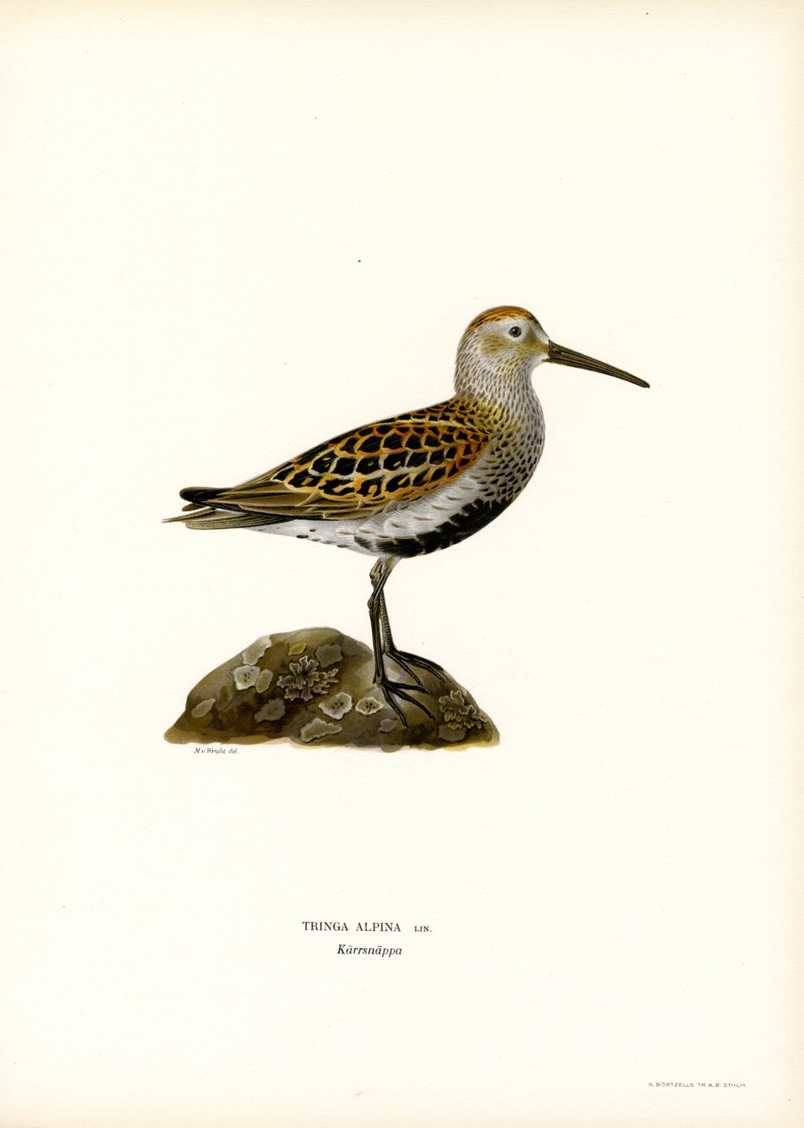 Dunlin (lito colorido) de Magnus Ferdinand and Wilhelm von Wright