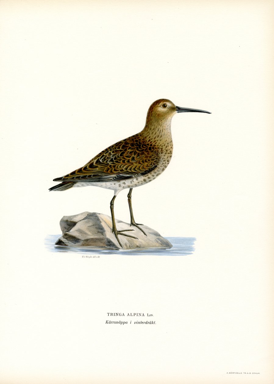 Dunlin (cor litho) de Magnus Ferdinand and Wilhelm von Wright