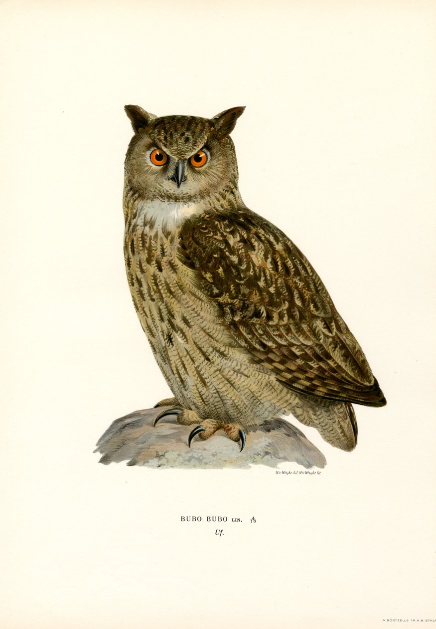 Coruja águia (cor litho) de Magnus Ferdinand and Wilhelm von Wright
