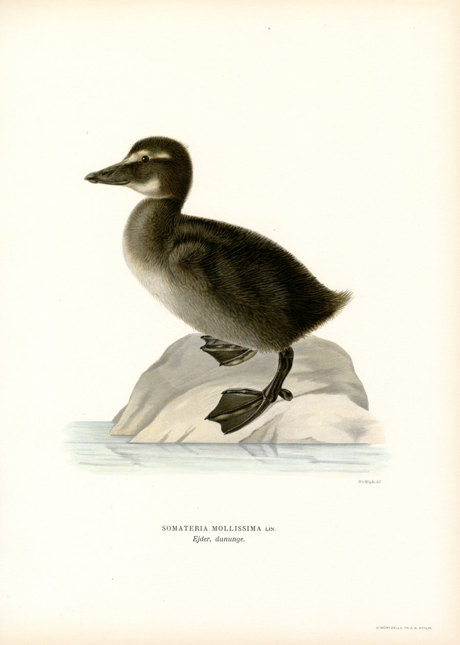Eider Duck (lito colorido) de Magnus Ferdinand and Wilhelm von Wright