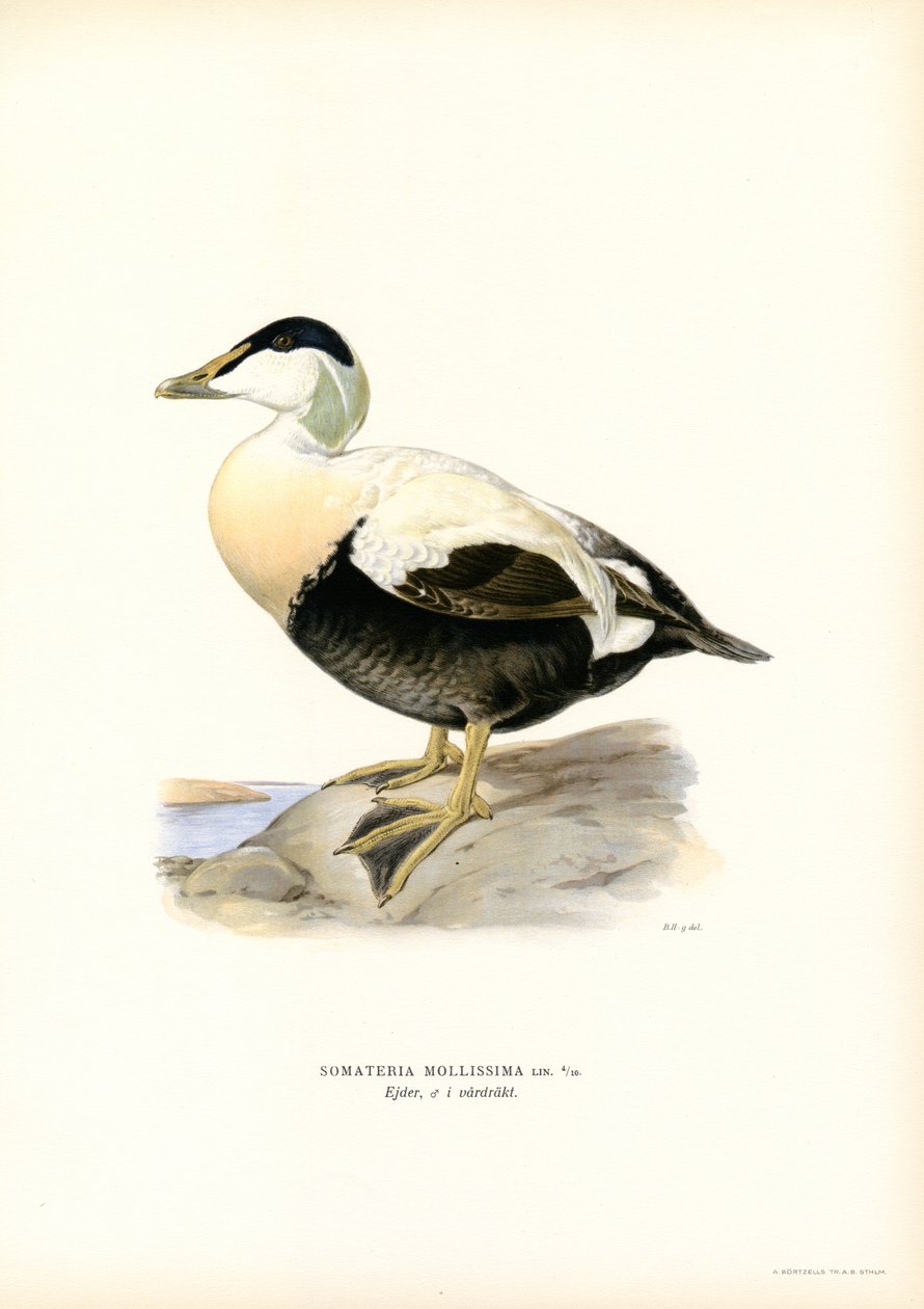 Eider Duck (lito colorido) de Magnus Ferdinand and Wilhelm von Wright