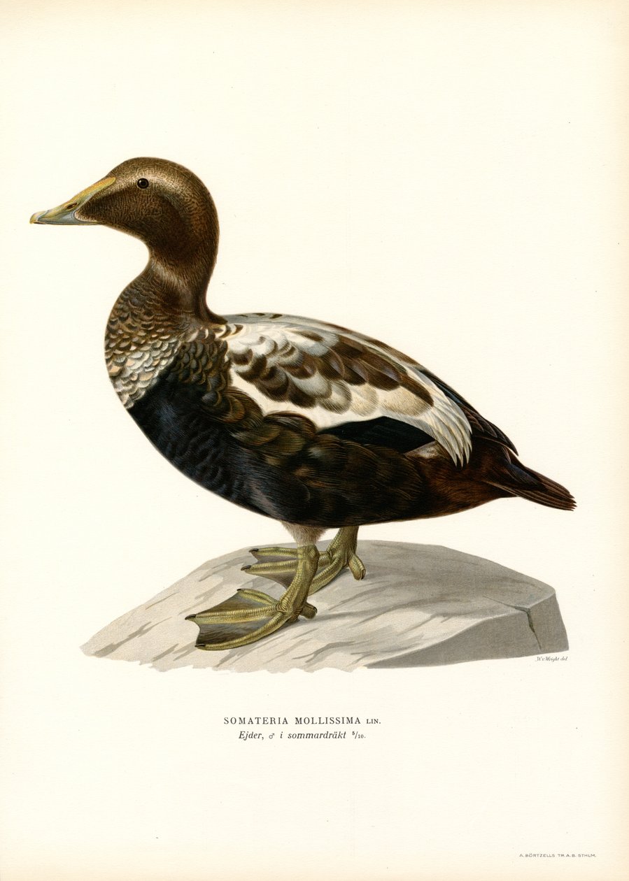 Pato Eider Duck (cor litho) de Magnus Ferdinand and Wilhelm von Wright