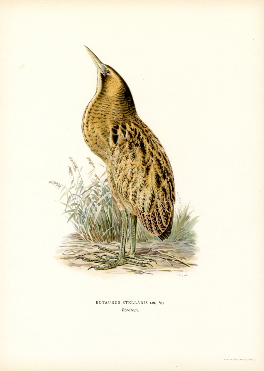 Eurasian Bittern (lito colorido) de Magnus Ferdinand and Wilhelm von Wright
