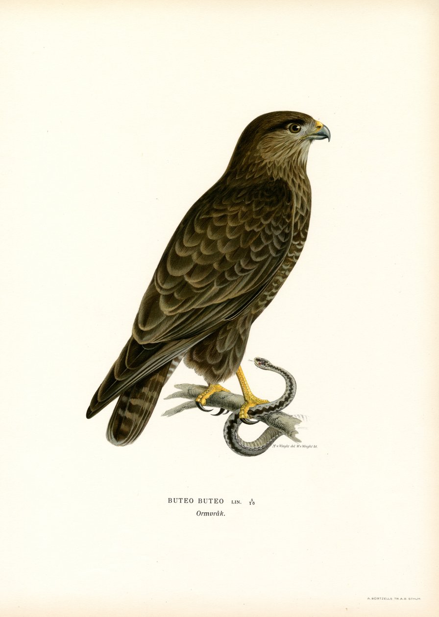 Urubu da Eurásia (lito colorido) de Magnus Ferdinand and Wilhelm von Wright