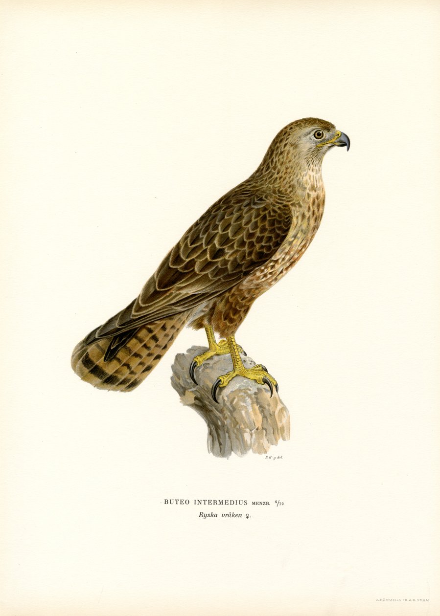 Eurasian Buzzard (cor litho) de Magnus Ferdinand and Wilhelm von Wright