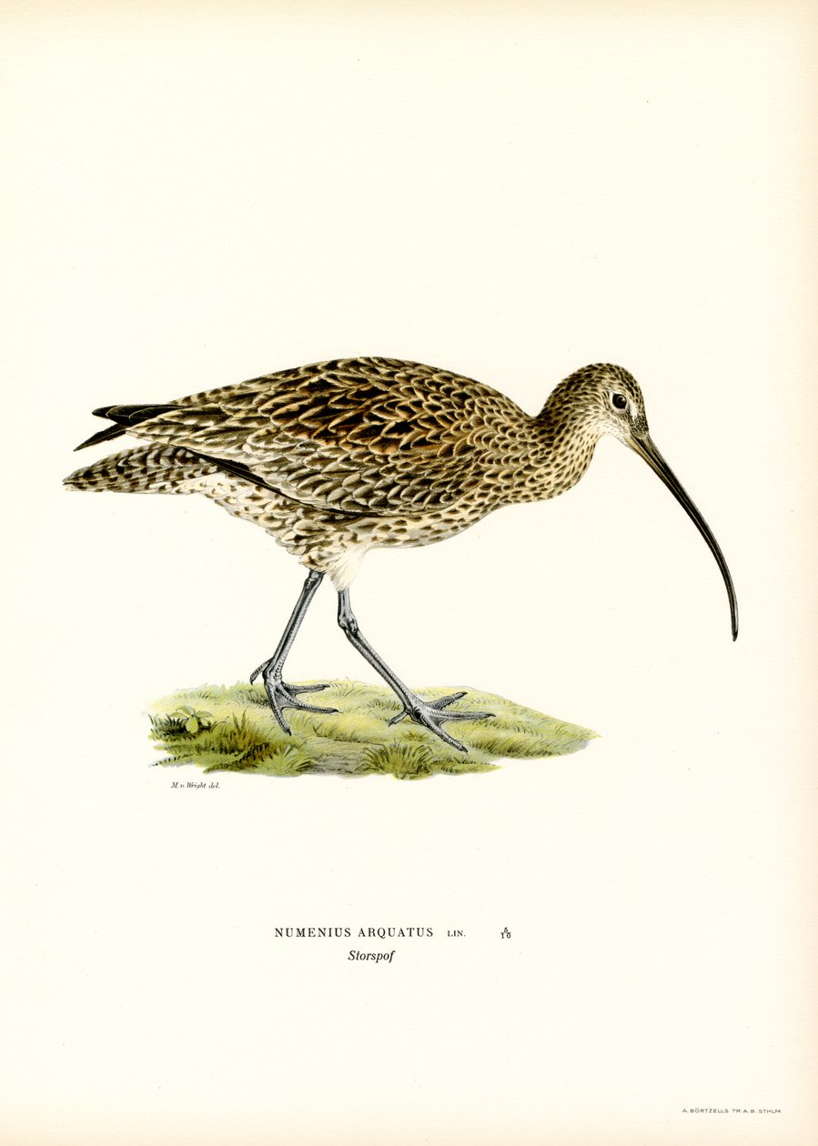 Maçarico da Eurásia (lito colorido) de Magnus Ferdinand and Wilhelm von Wright