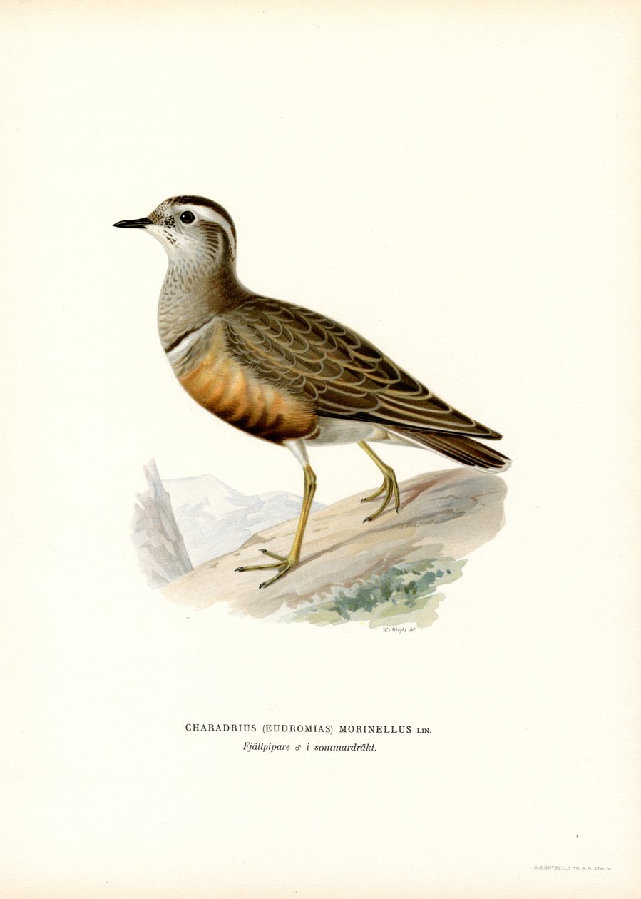 Dotterel eurasiático (cor litho) de Magnus Ferdinand and Wilhelm von Wright