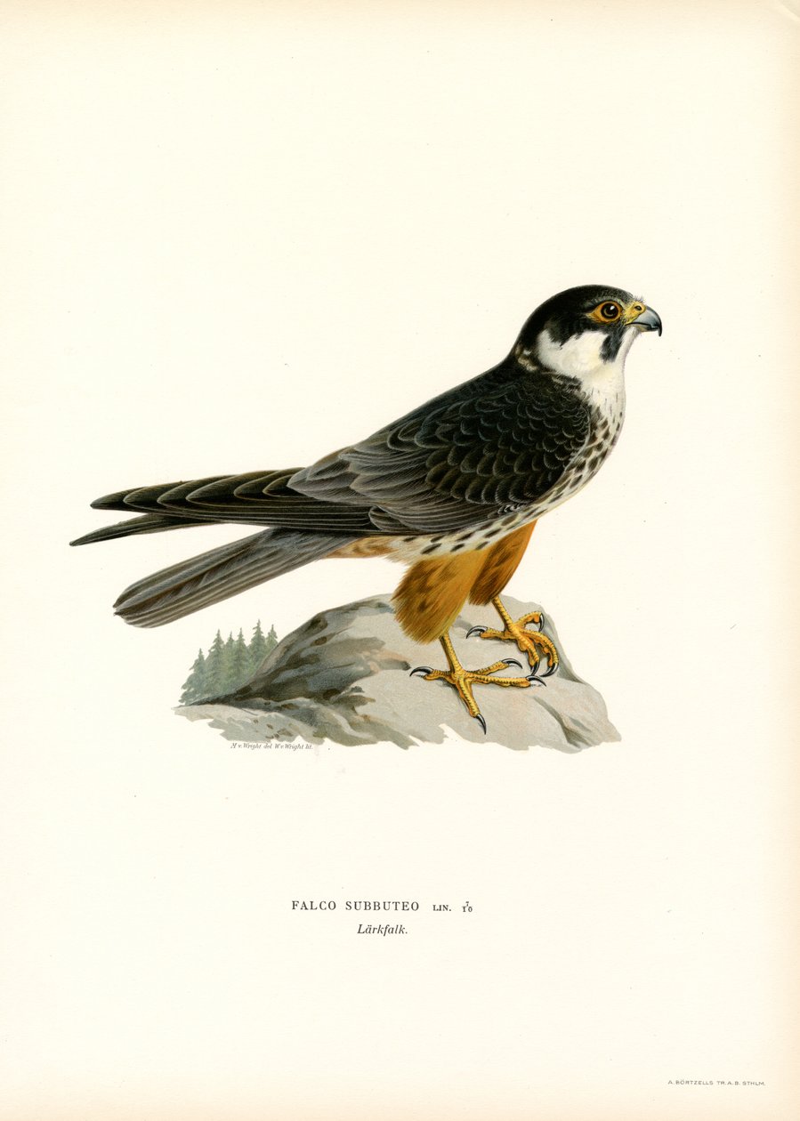 Eurasian Hobby (cor litho) de Magnus Ferdinand and Wilhelm von Wright
