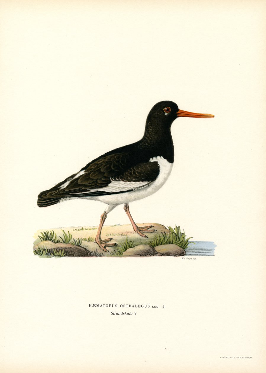 Eurasian Oystercatcher (lito colorido) de Magnus Ferdinand and Wilhelm von Wright