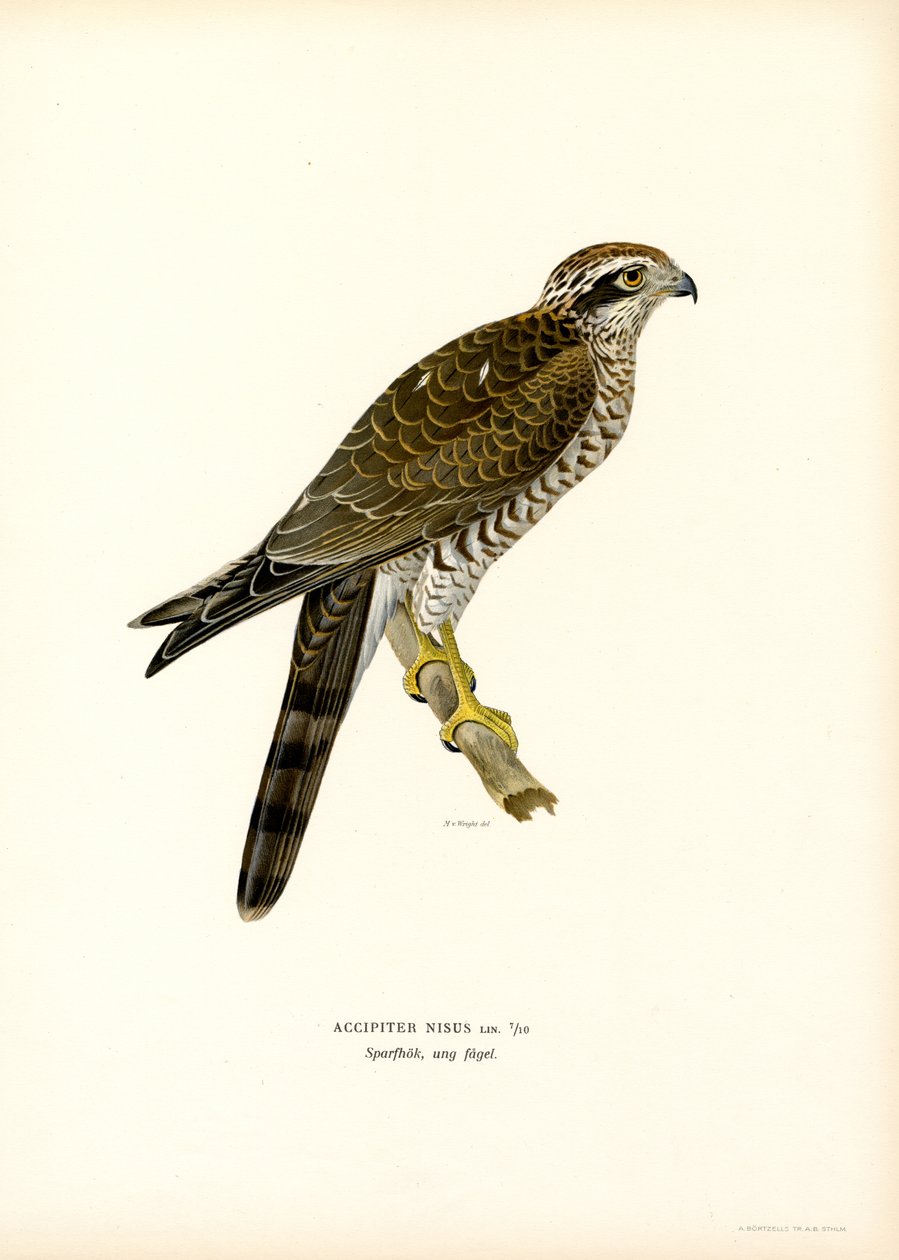 Gavião da Eurásia (cor litho) de Magnus Ferdinand and Wilhelm von Wright
