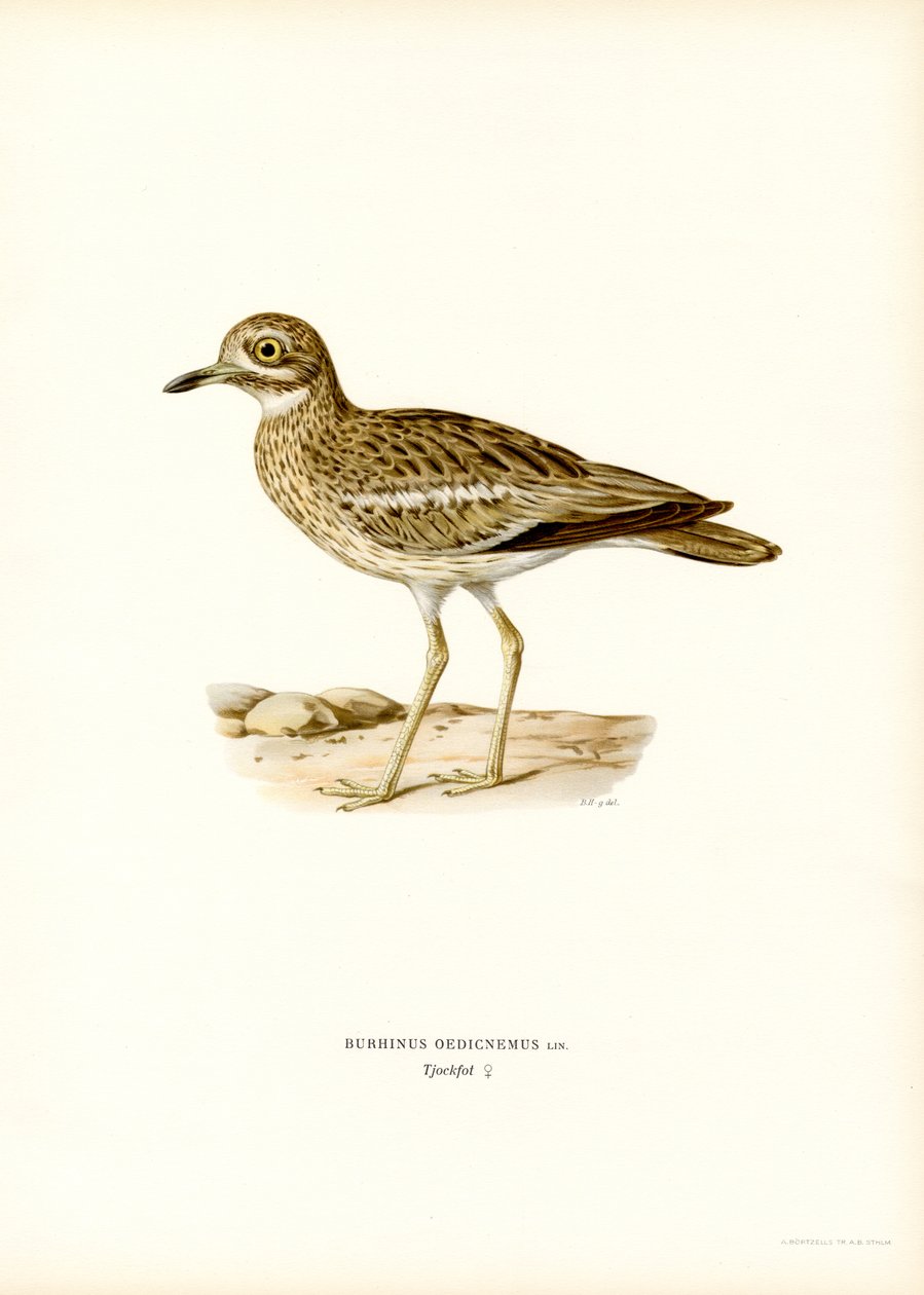 Maçarico da Eurásia (lito colorido) de Magnus Ferdinand and Wilhelm von Wright
