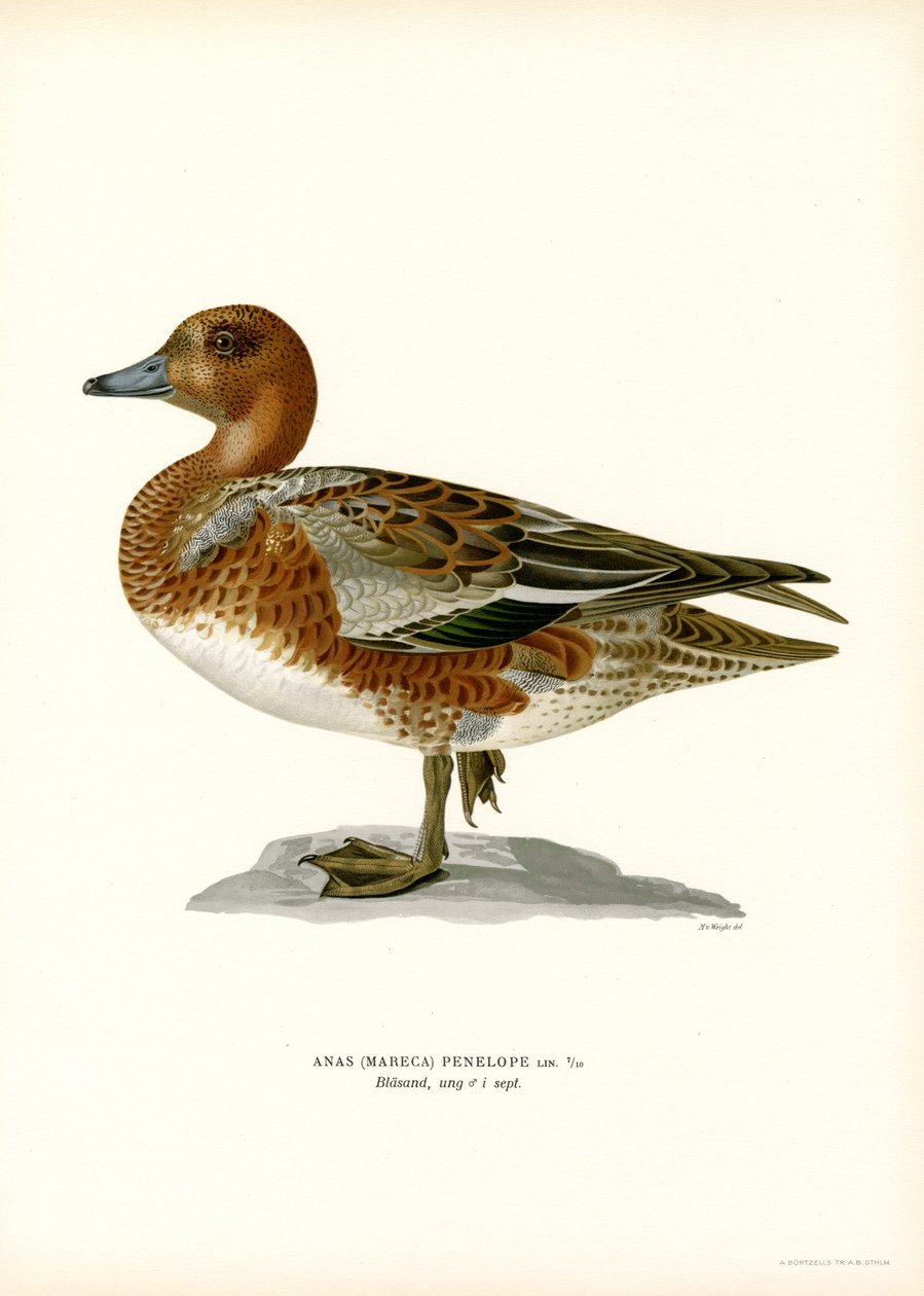 Eurasian Wigeon (lito colorido) de Magnus Ferdinand and Wilhelm von Wright