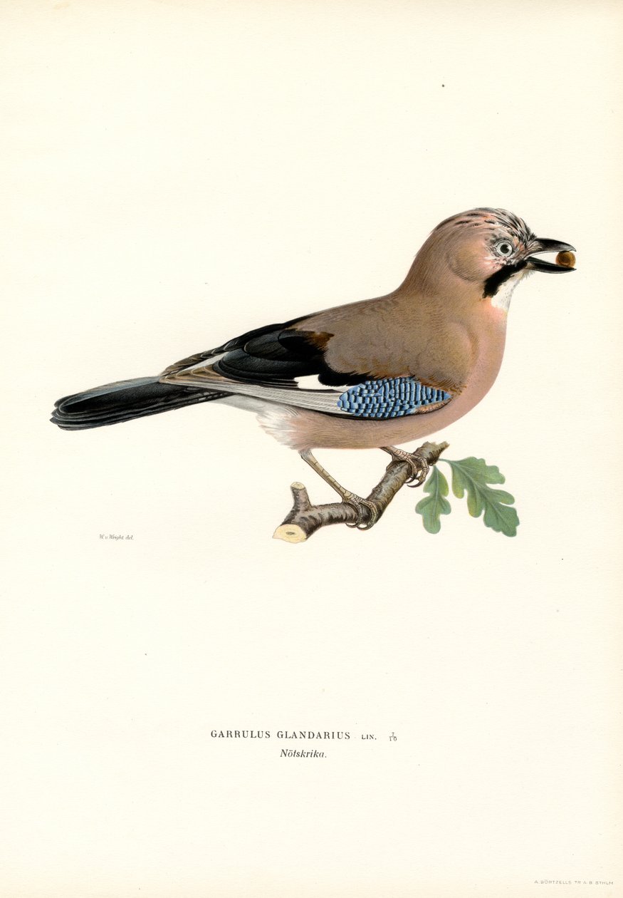 Gaio da Eurásia (lito colorido) de Magnus Ferdinand and Wilhelm von Wright