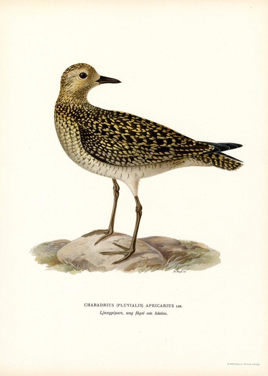 Tarambola-dourada europeia (cor litho) de Magnus Ferdinand and Wilhelm von Wright