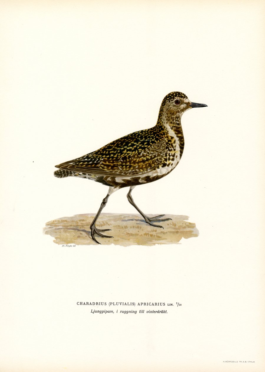 Tarambola-dourada europeia (cor litho) de Magnus Ferdinand and Wilhelm von Wright