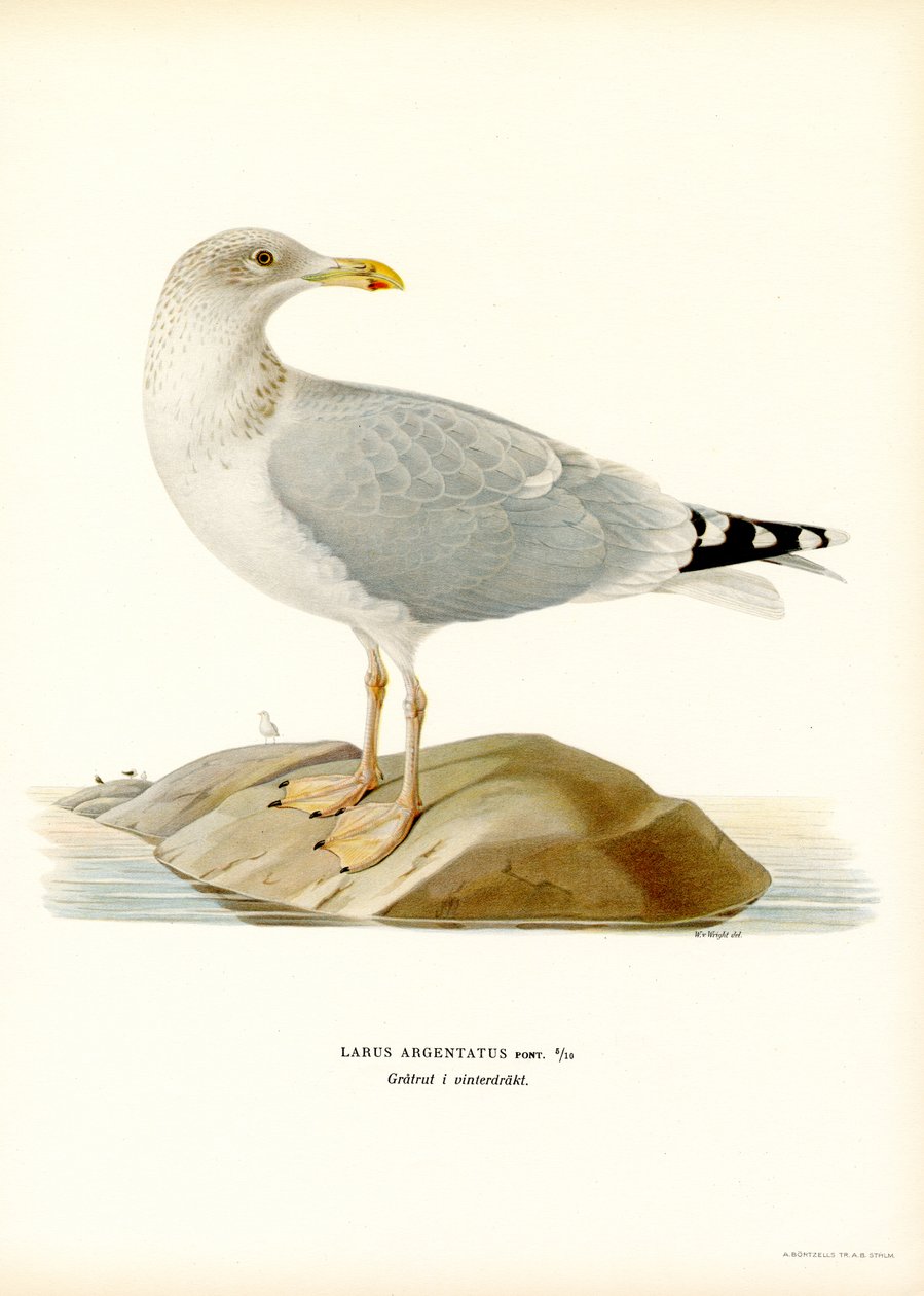 Gaivota de arenque europeia (cor litho) de Magnus Ferdinand and Wilhelm von Wright