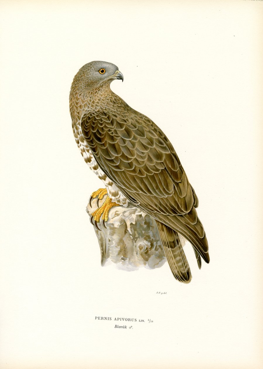 Honey Buzzard europeu (cor litho) de Magnus Ferdinand and Wilhelm von Wright