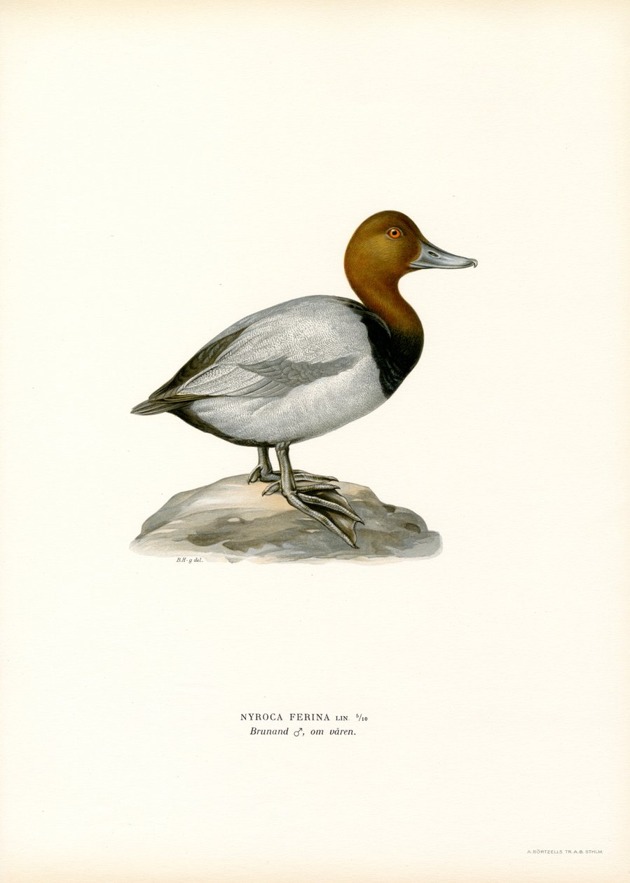 Pochard europeu (lito a cores) de Magnus Ferdinand and Wilhelm von Wright