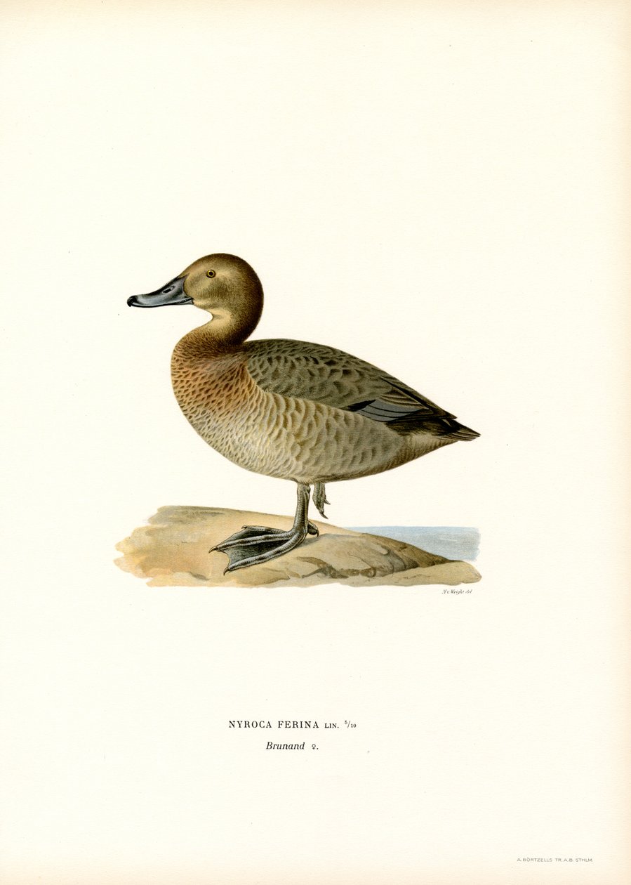 Pochard europeu (cor litho) de Magnus Ferdinand and Wilhelm von Wright