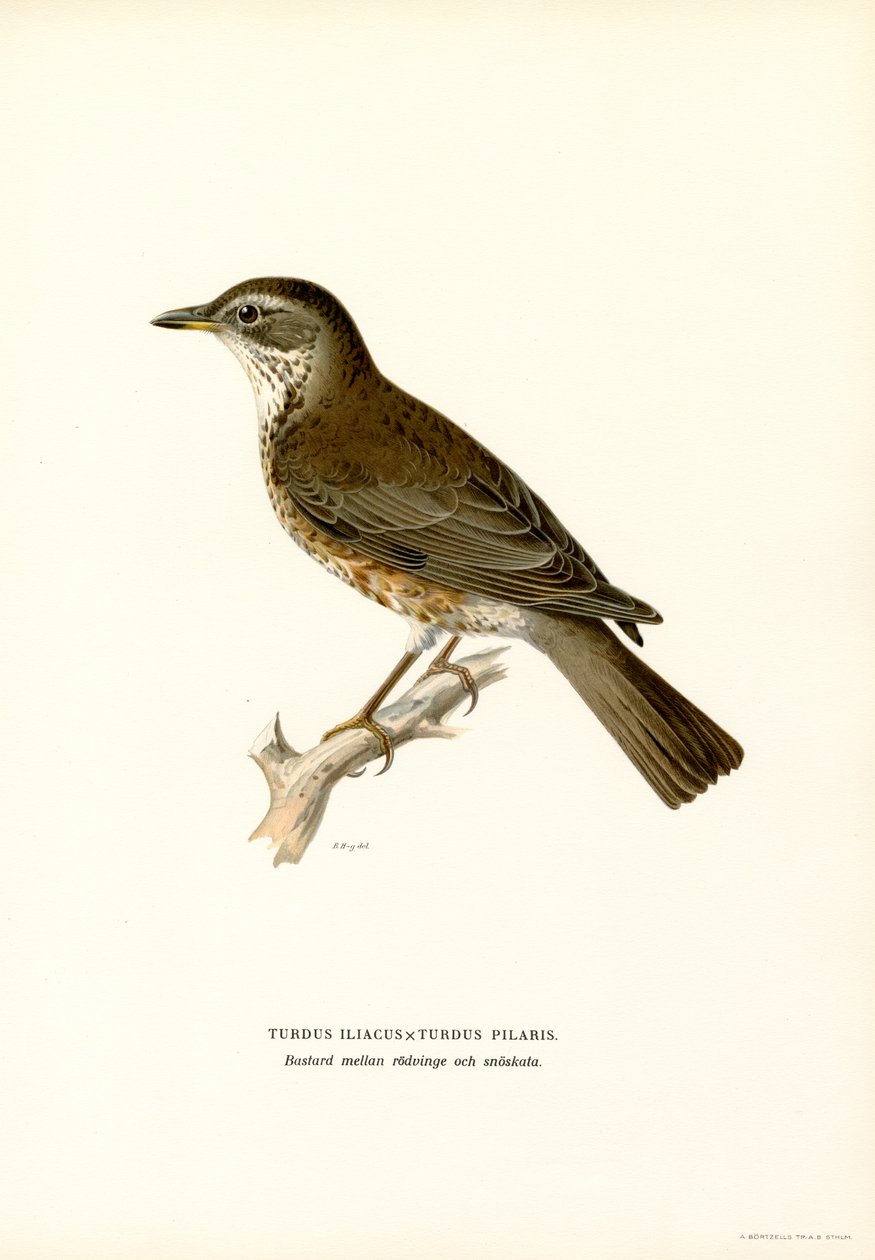 Fieldfare (cor litho) de Magnus Ferdinand and Wilhelm von Wright