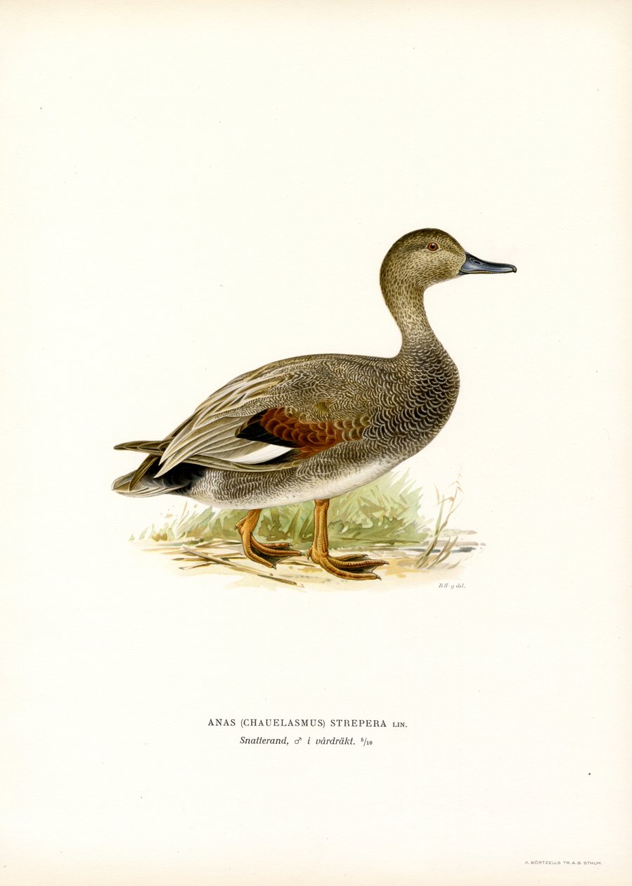 Gadwall (cor litho) de Magnus Ferdinand and Wilhelm von Wright