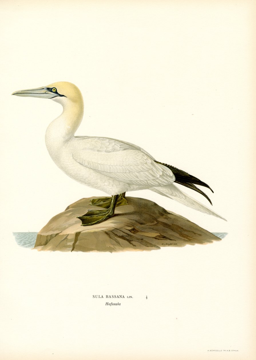 Paraíso (Black Litho) de Magnus Ferdinand and Wilhelm von Wright