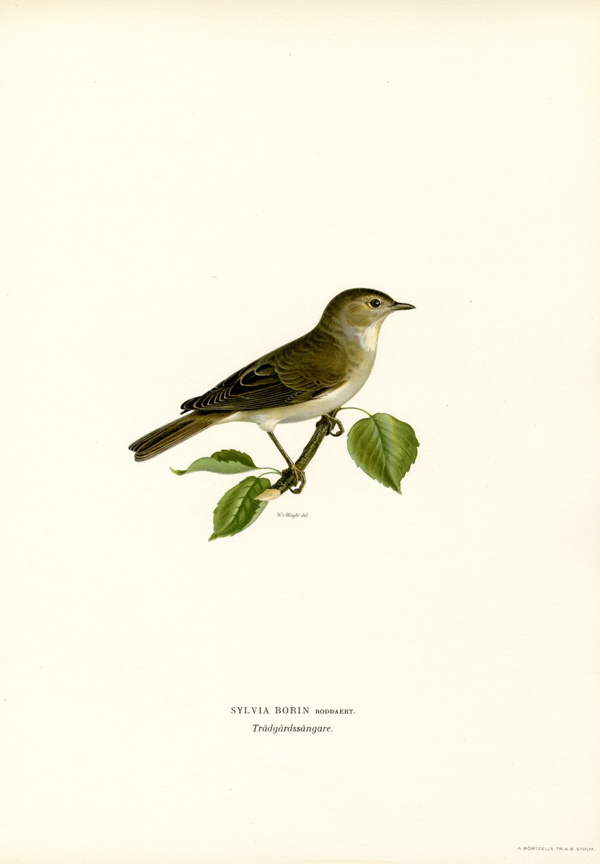 Toutinegra de jardim (lito colorido) de Magnus Ferdinand and Wilhelm von Wright