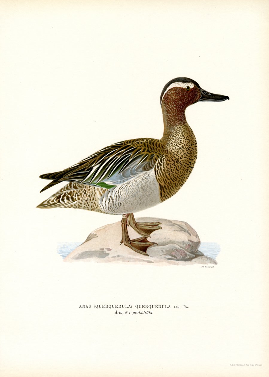 Garganey (cor litho) de Magnus Ferdinand and Wilhelm von Wright