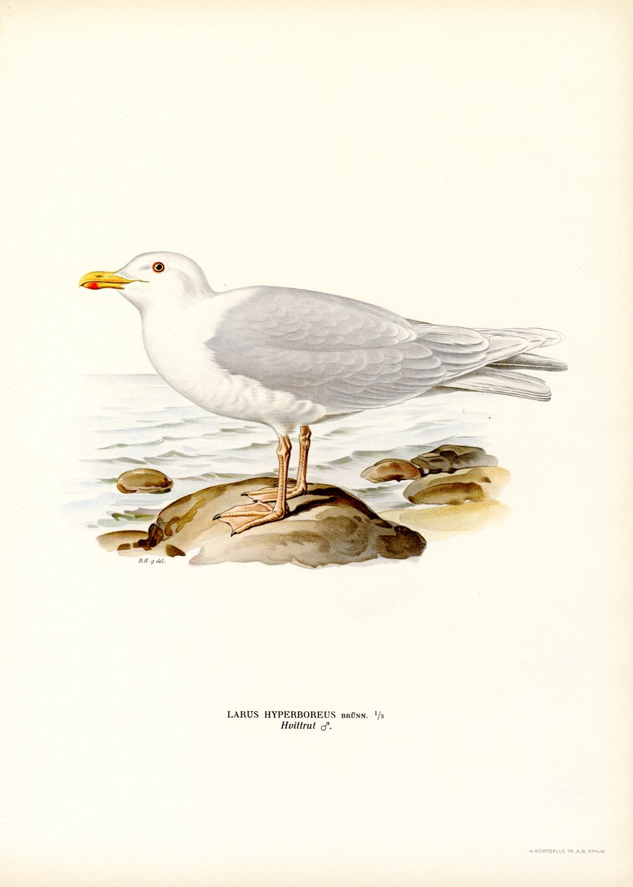 Gaivota Glaucosa (cor litho) de Magnus Ferdinand and Wilhelm von Wright