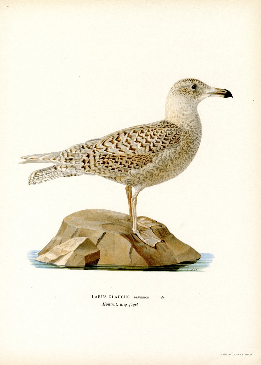 Gaivota Glaucous (lito colorido) de Magnus Ferdinand and Wilhelm von Wright
