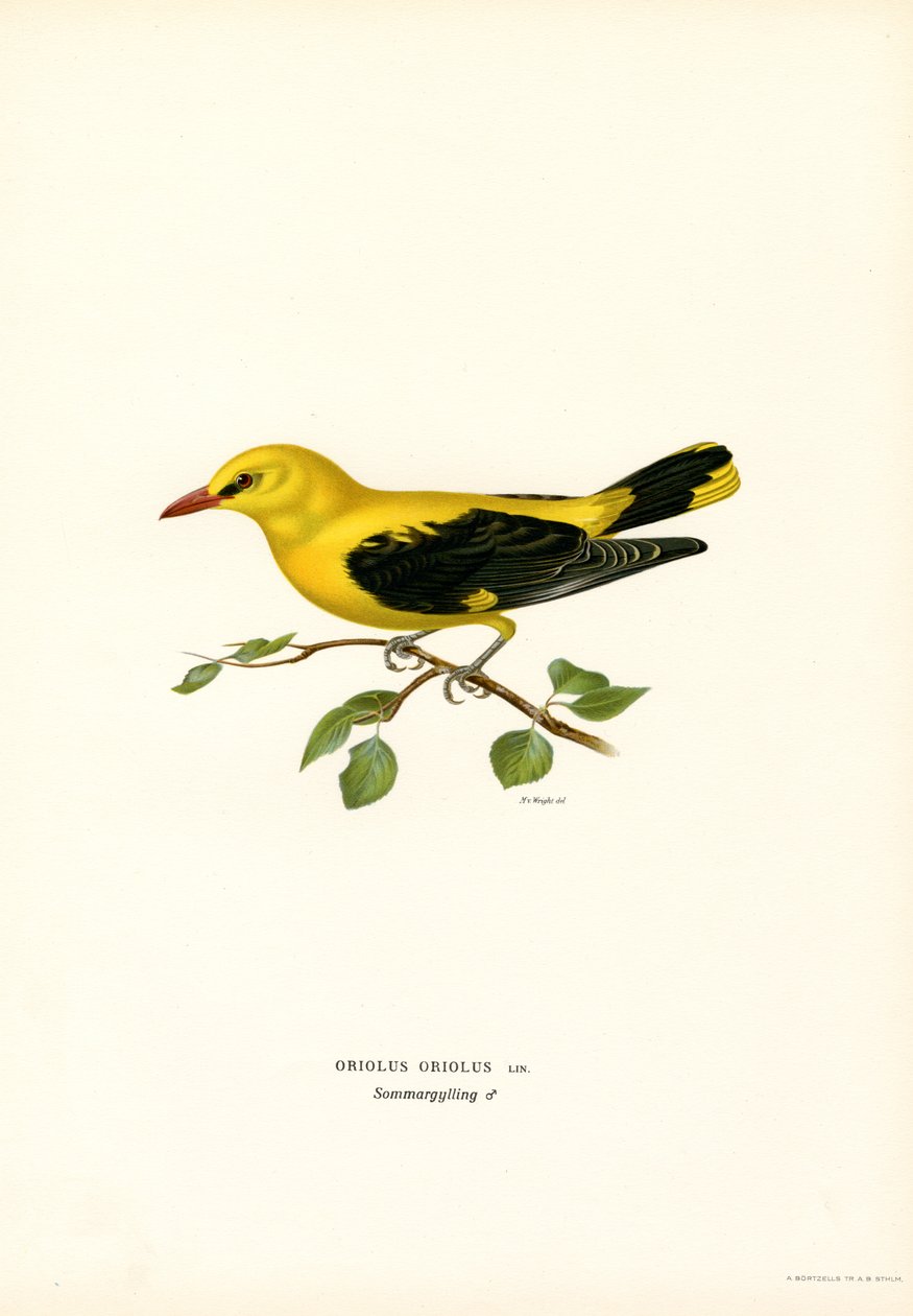 Oriole dourado (cor litho) de Magnus Ferdinand and Wilhelm von Wright