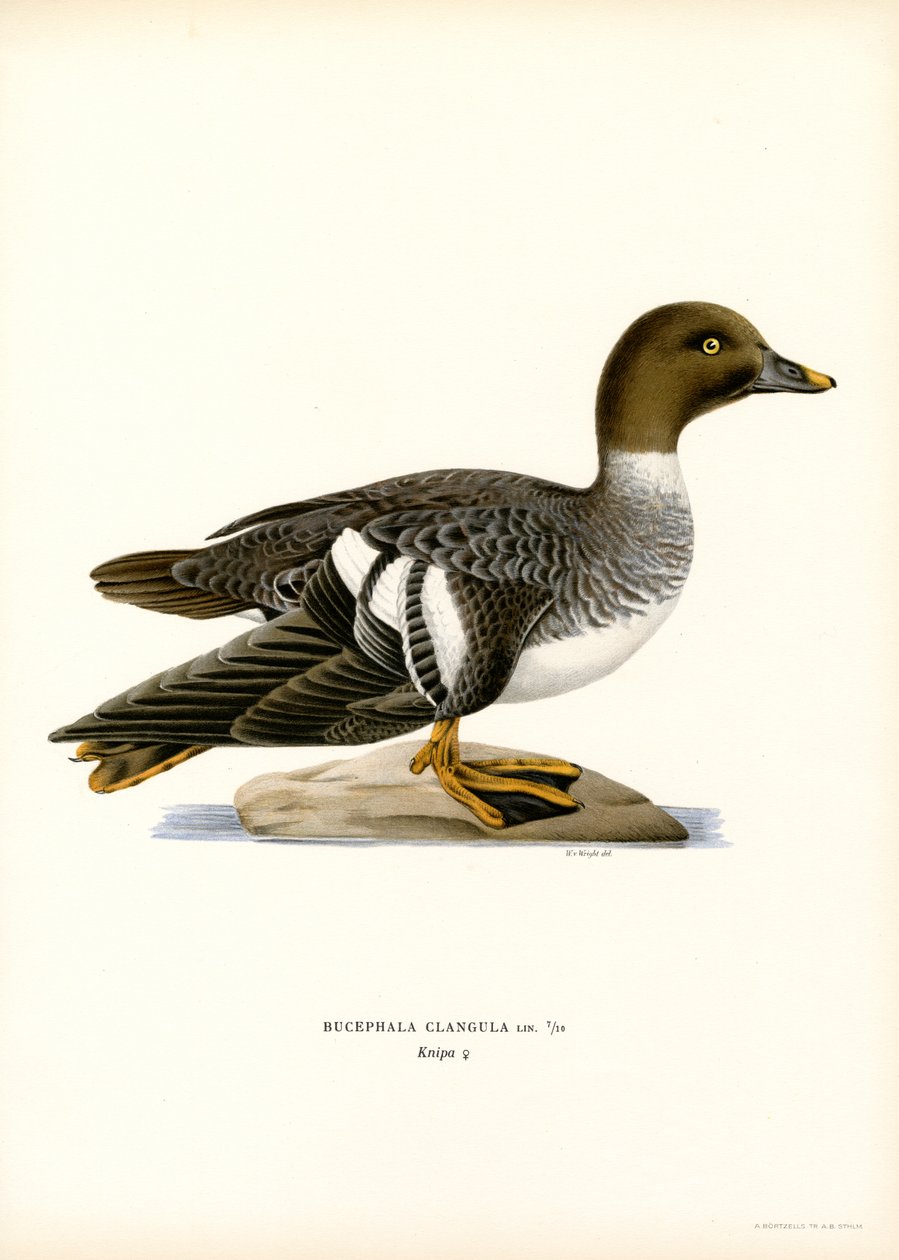 Pato Goldeneye Duck (cor litho) de Magnus Ferdinand and Wilhelm von Wright