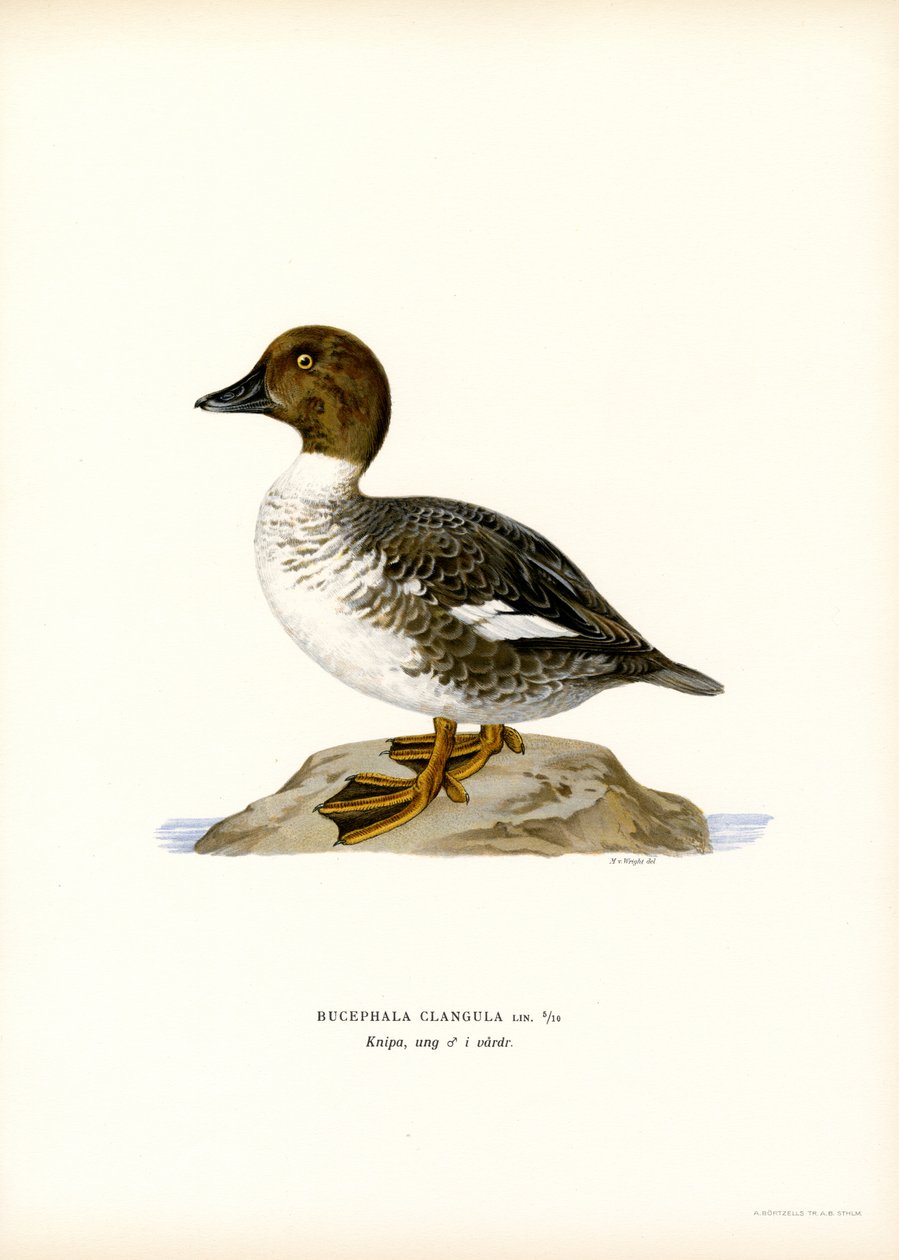 Goldeneye Duck (lito colorido) de Magnus Ferdinand and Wilhelm von Wright