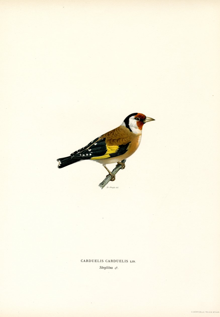 Pintassilgo dourado (cor litho) de Magnus Ferdinand and Wilhelm von Wright