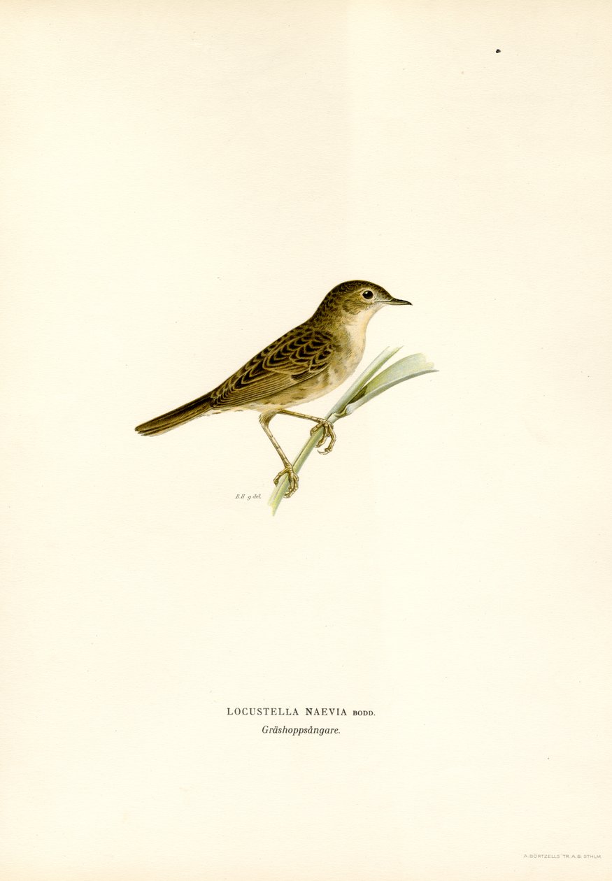 Gafanhoto Warbler (cor litho) de Magnus Ferdinand and Wilhelm von Wright