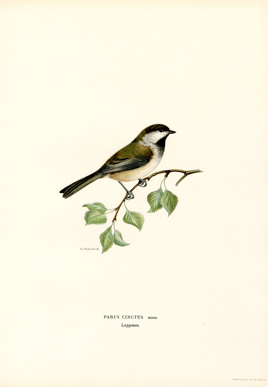 Galinha de cabeça cinzenta (cor litho) de Magnus Ferdinand and Wilhelm von Wright