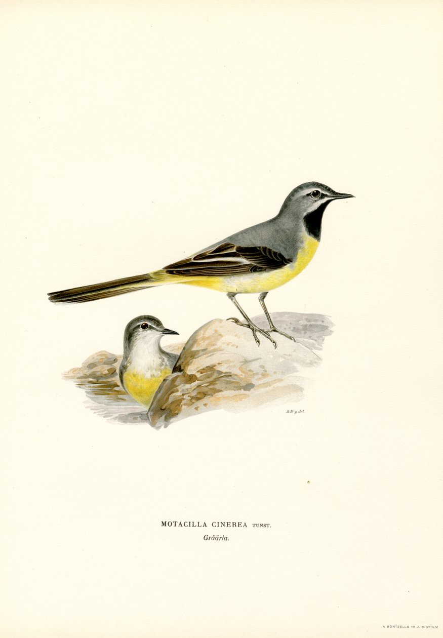 Rabo de Abotoar cinzento (cor litho) de Magnus Ferdinand and Wilhelm von Wright