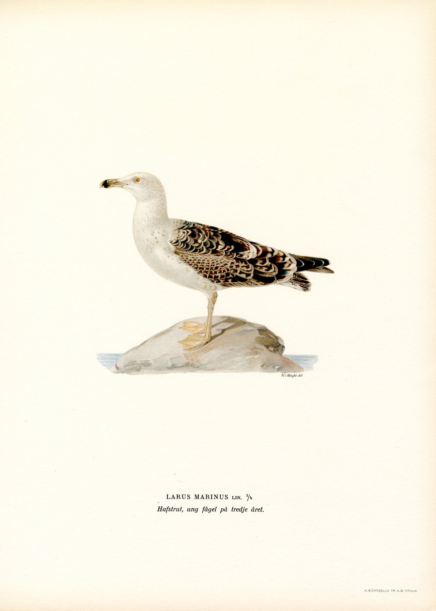 Grande gaivota de dorso preto (lito colorido) de Magnus Ferdinand and Wilhelm von Wright
