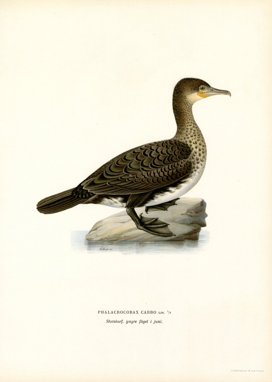 Grande Cormorant (lito colorido) de Magnus Ferdinand and Wilhelm von Wright